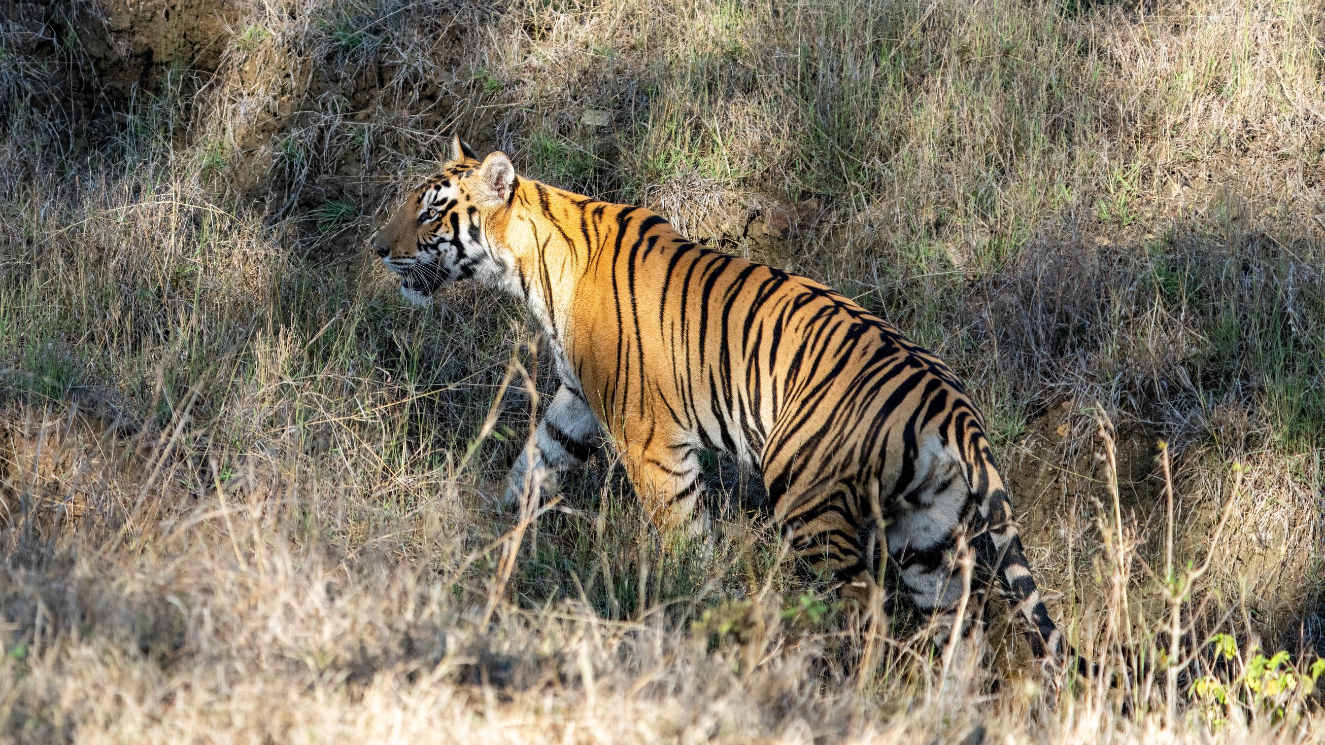 Indien 2024 03 04_08 41 31 ILCE 1